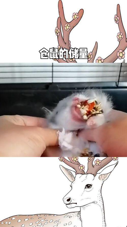 仓鼠嘴巴藏东西视频,揭秘嘴巴里的秘密宝藏