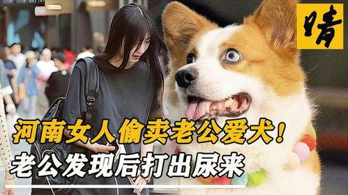 狗老公txt,一段跨越物种的深情羁绊