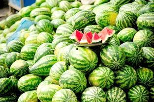 免费观看西瓜网,海量影视资源等你来探索